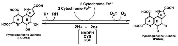 包含圖片、插圖等的外部文件。
對(duì)象名稱(chēng)為 biomolecules-11-01441-g001.jpg