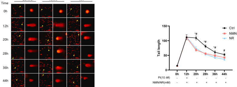 NMN and NR promote the repair of cisplatin-treated DNA damage