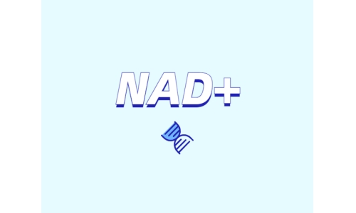 NAD+領(lǐng)域的迅速發(fā)展