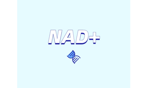 NAD與NMN的全新概念？