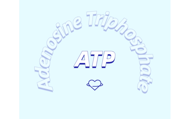 ATP 補充劑有什么作用？